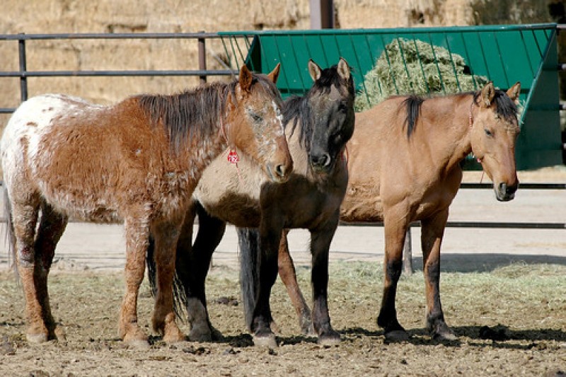 Watch wild mustangs,