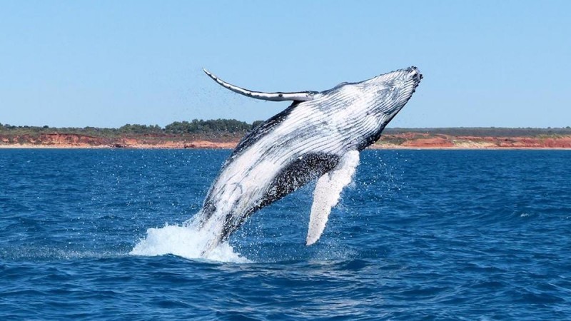 Snubfin Dolphin Eco Cruise