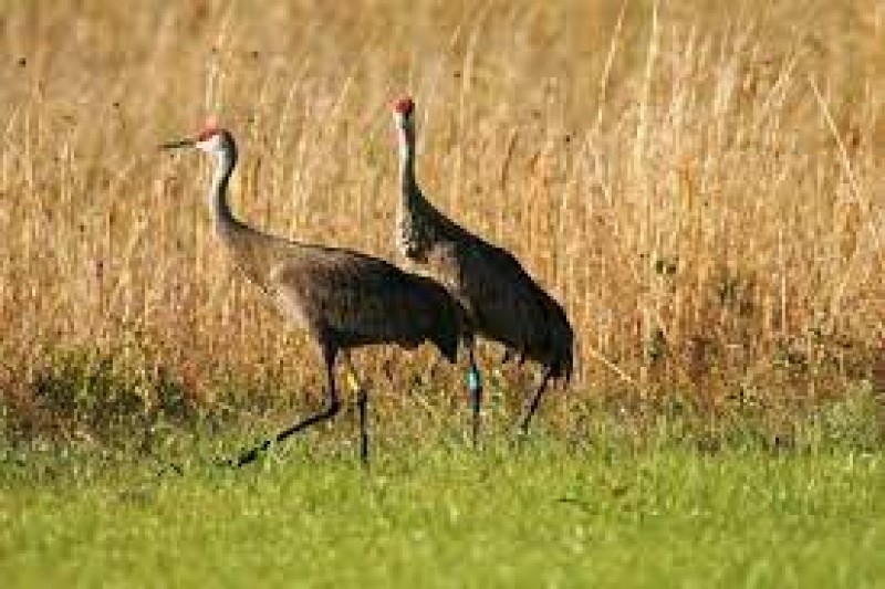 Hiking, Mississippi Sandhill Crane Trails