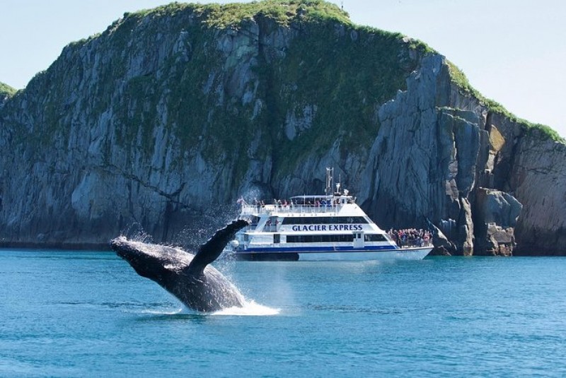 Kenai Fjords National Park Cruise