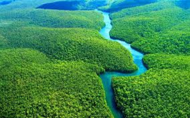 Amazon Rain Forests