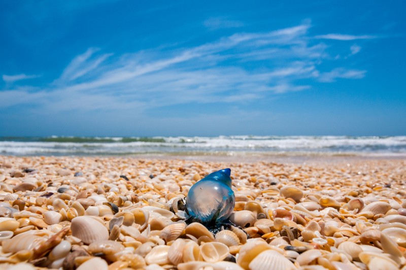 Padre Island National Seashore