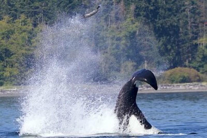 Whale-Watching Cruise with Expert Naturalists