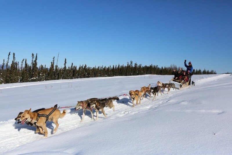 Dog Sledding and Mushing Experience