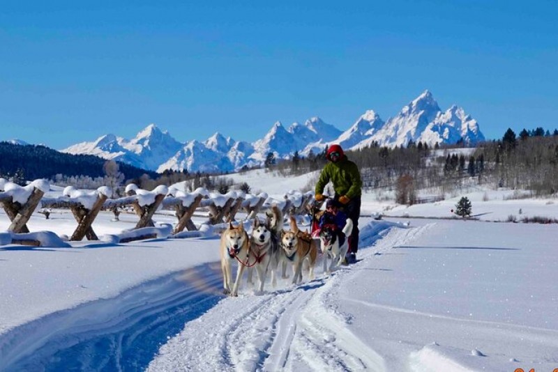 Dog Sledding