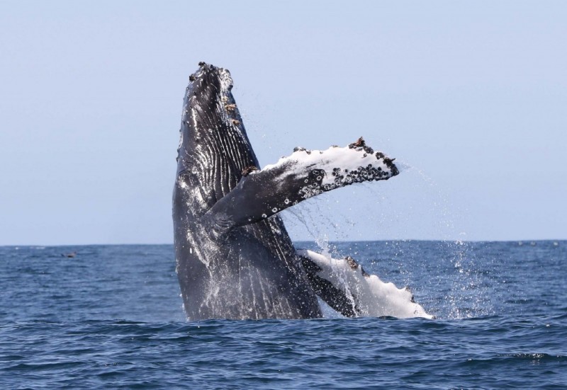 Surfing and Whale Watching at Rincon