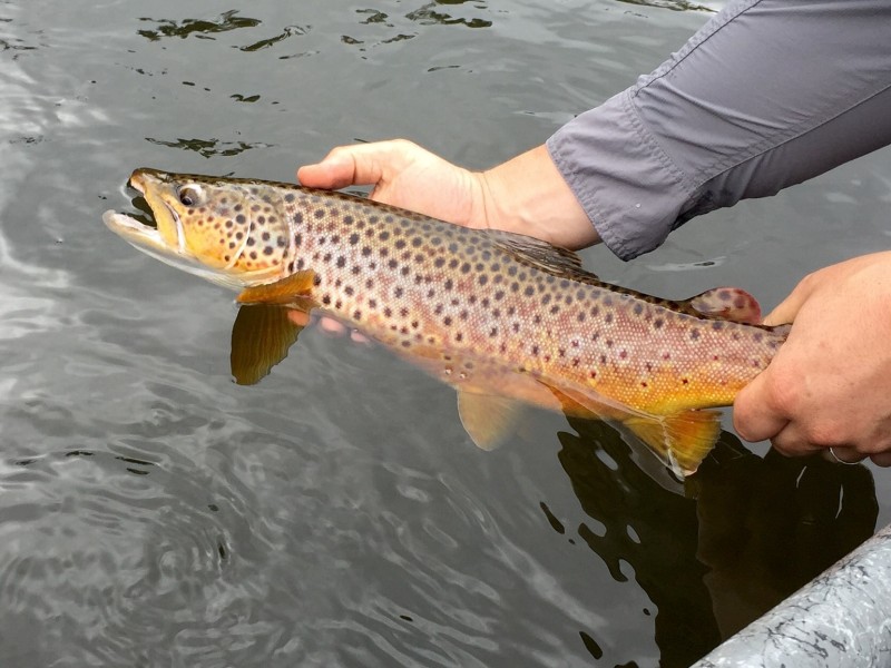 Fly Fishing, Au Sable River