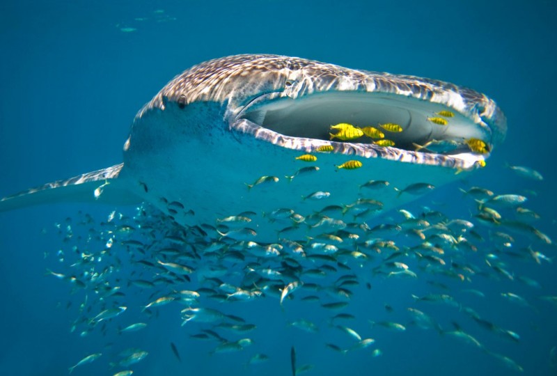 Ningaloo Reef Marine Park