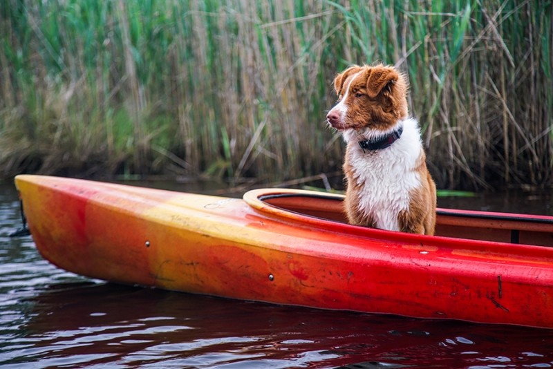 Coastal paddle