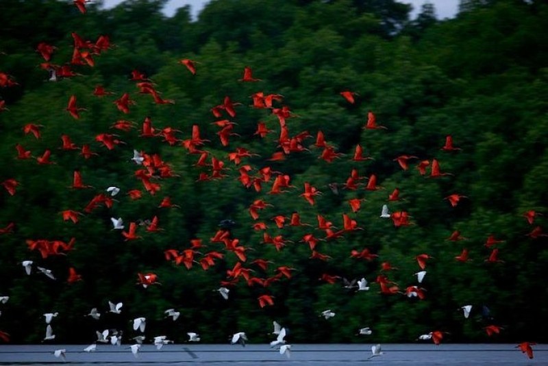 Caroni Bird Sanctuary Day and Night Tour