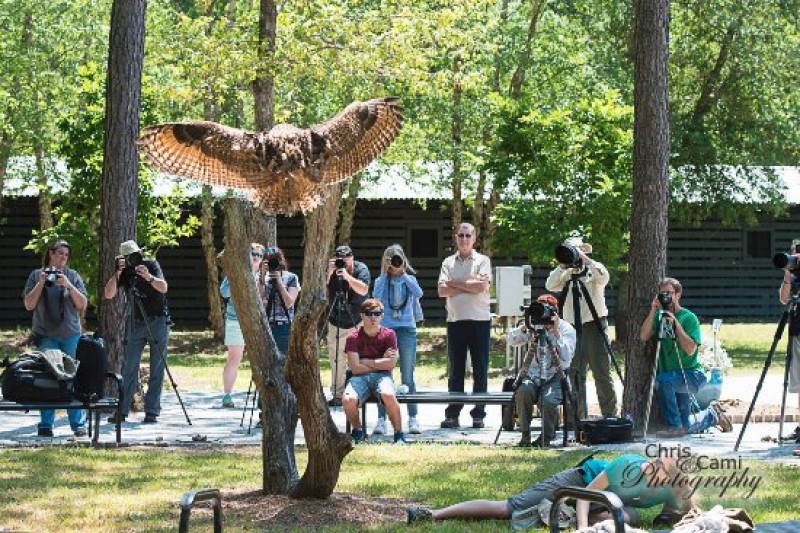 The Center for Birds of Prey