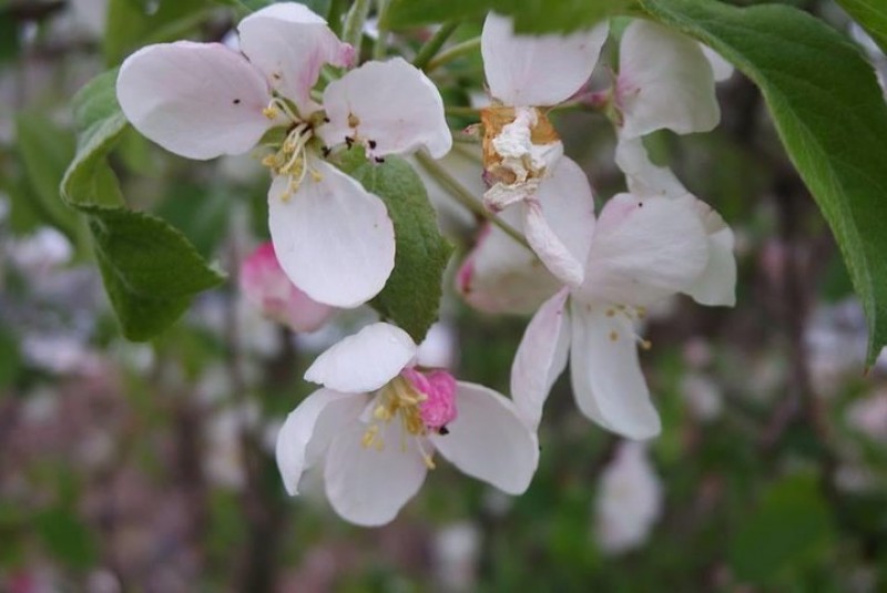 Botanical Collecting Experience and Nature Walk