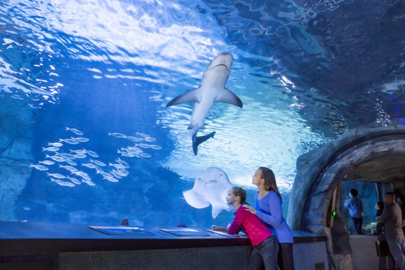 Newport Aquarium