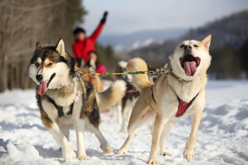 Dogsled Adventure