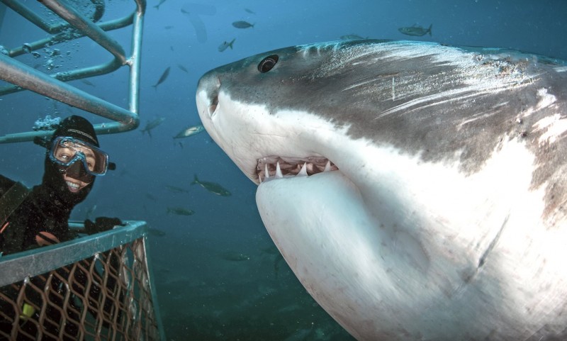 Dive With Great White Sharks