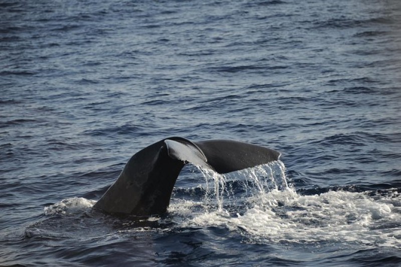 Waitukubuli Dolphin and Whale Watch