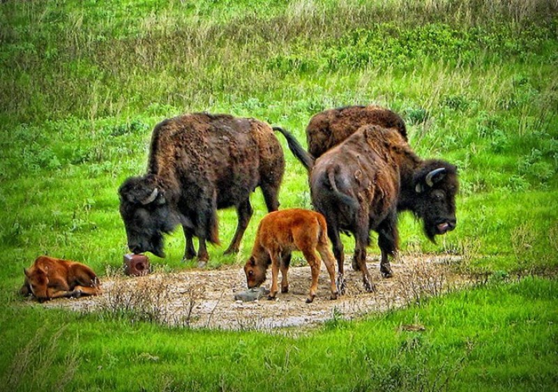 The National Buffalo Museum