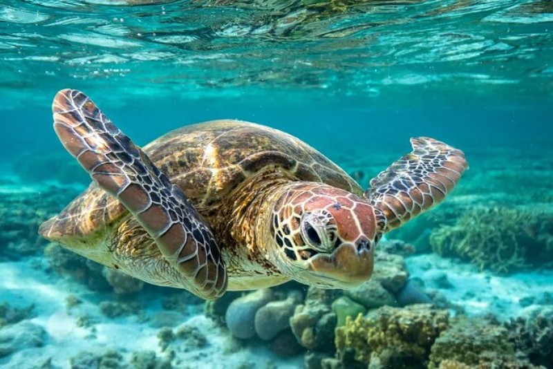 Barbados Turtle & Shipwreck Snorkel Adventure