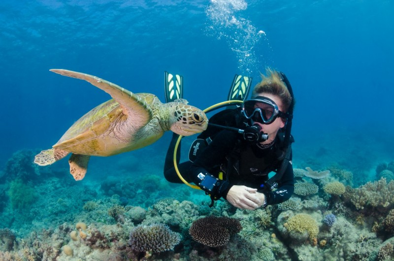 Dive or Snorkel the Great Barrier Reef