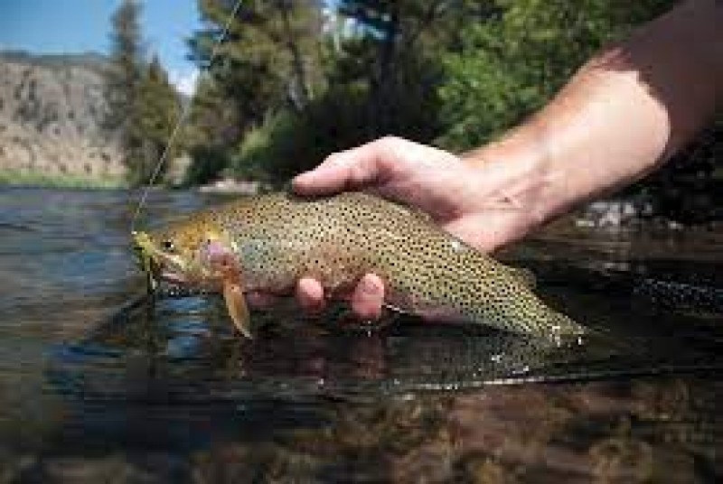 Fly Fishing