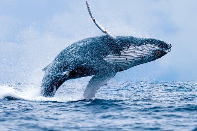 Whale Watching Catamaran Experience