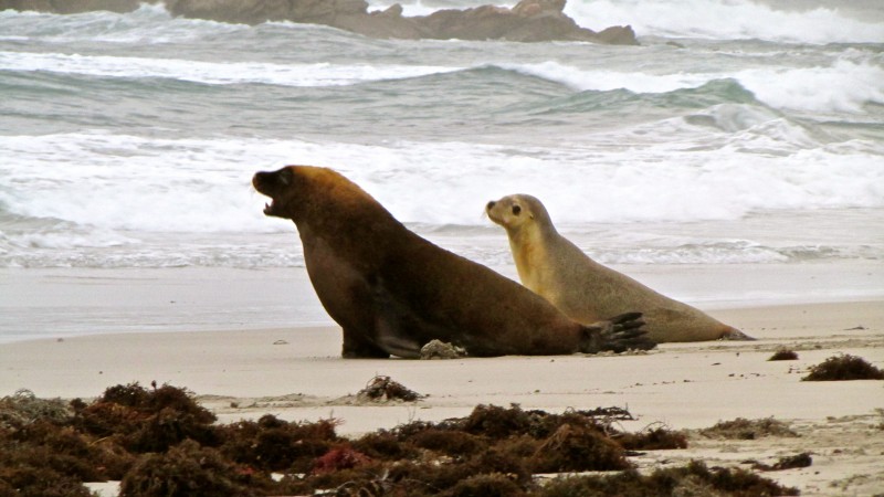 Walk Amongst Australian Sea Lions