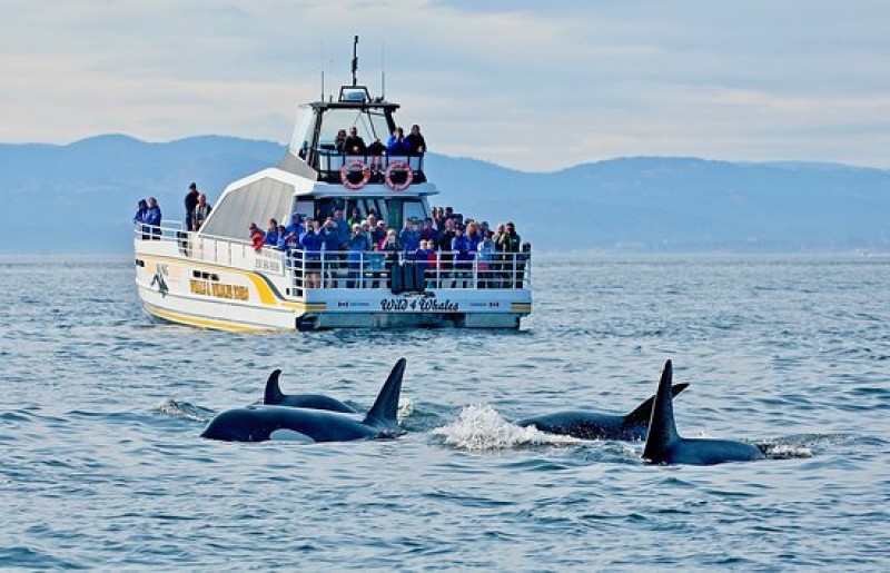 Victoria Whale and Wildlife Cruise