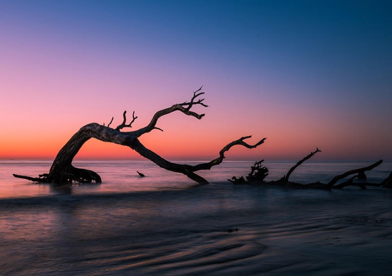 Explore Driftwood Beach, Jekyll Island