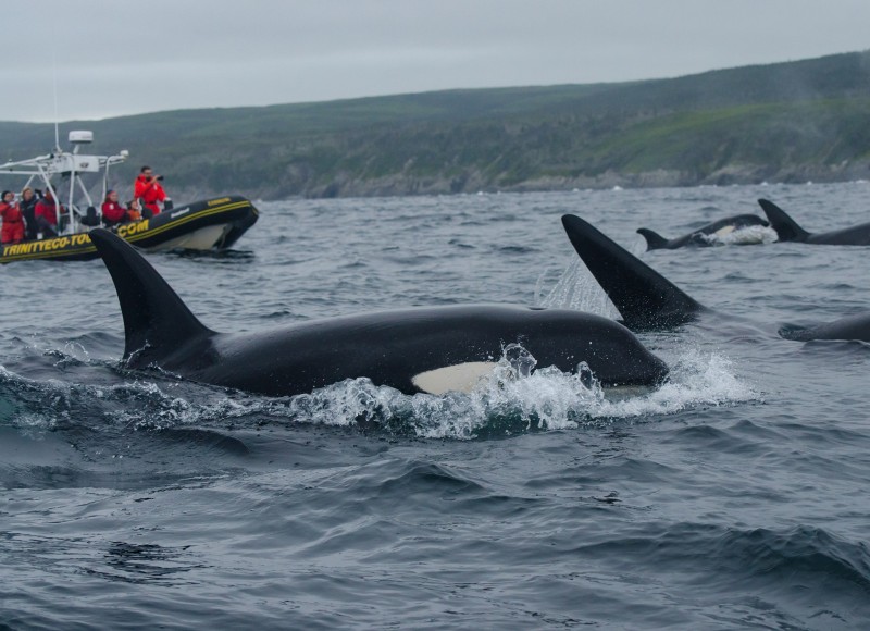 Whale Watching Tour