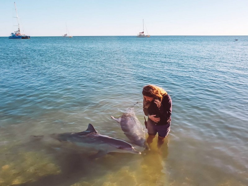 Feed the Dolphins at Monkey Mia