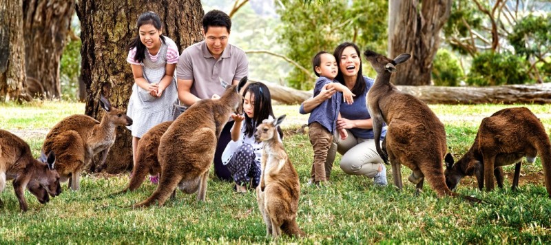 Get Close up With a Koala