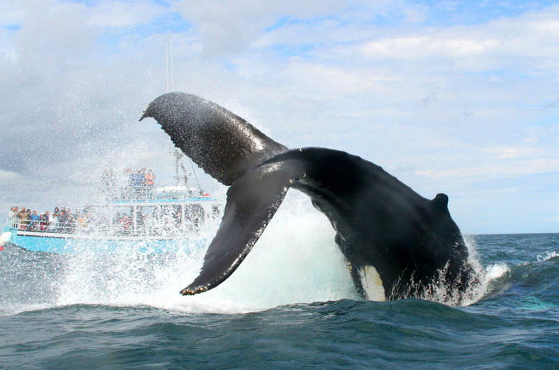 Mariner Cruises Whale & Seabird Tours