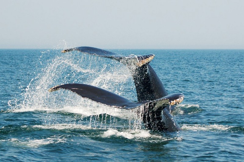 Whale Watching from St. Andrews-by-the-Sea