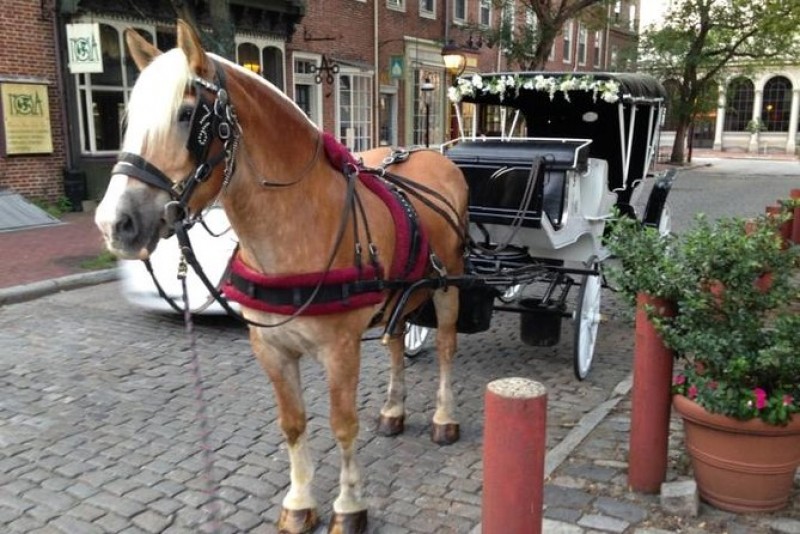 Horse Drawn Carriage Tour