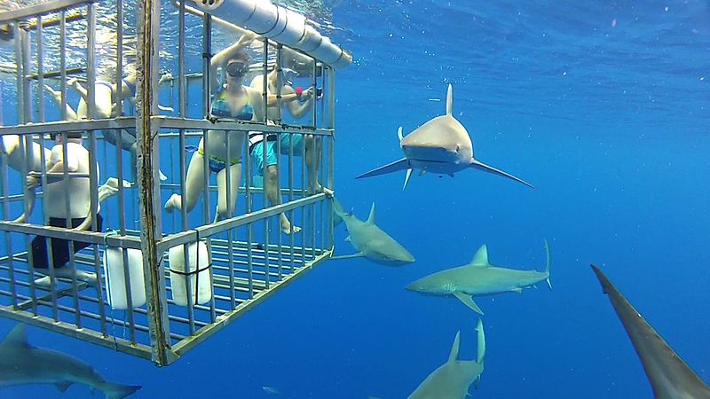 Shark Cage Snorkel