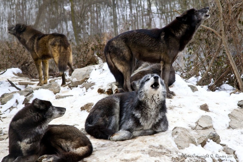 Wolf Sanctuary