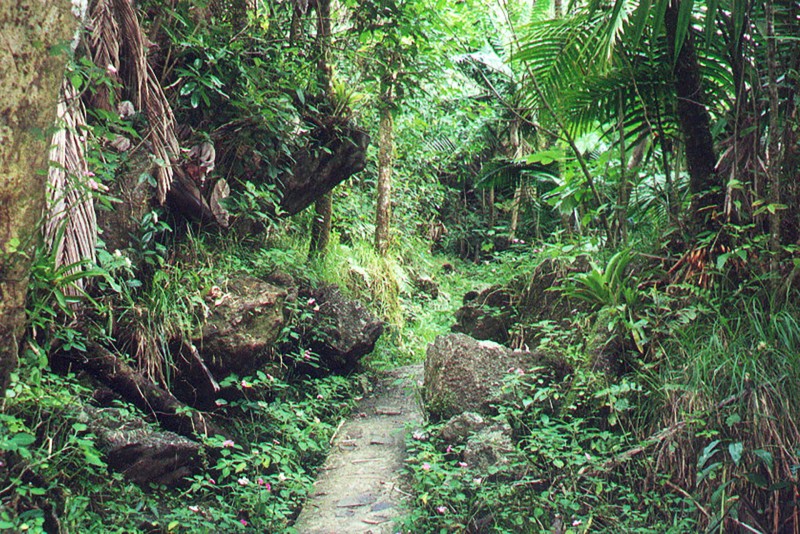 El Yunque National Forest