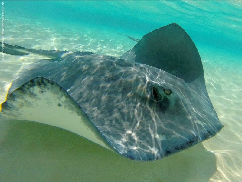 Stingray City