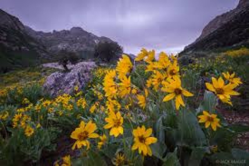 Lamoille Canyon