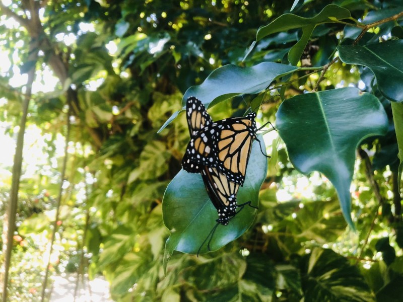 The Butterfly Farm