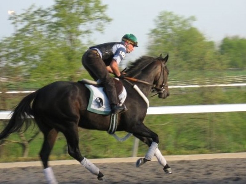 Thoroughbred Horse Farm Tour