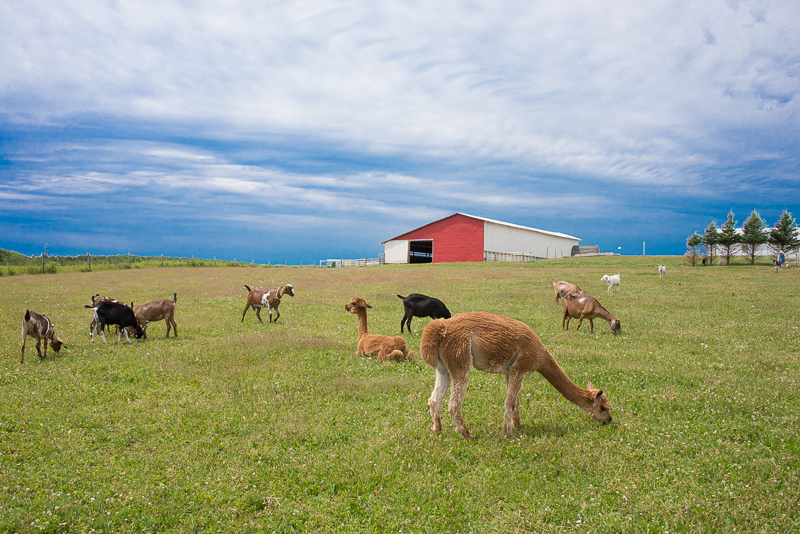 Island Hill Farm