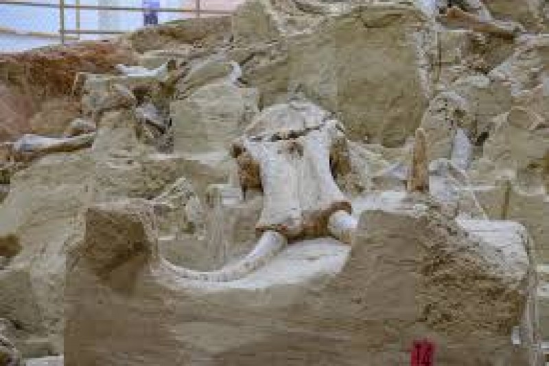 Mammoth Site