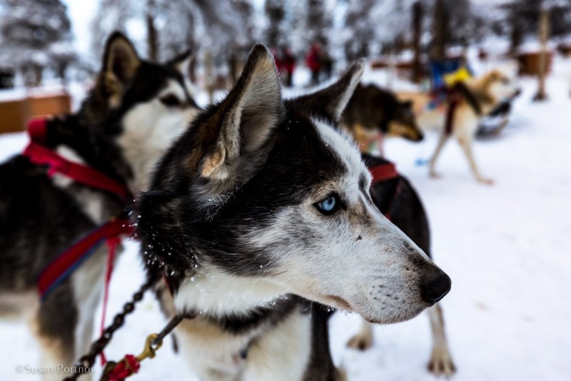 Try Dog Sledding