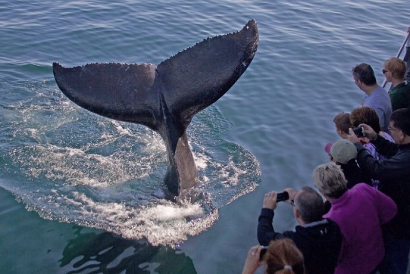 Whale Watching Tour