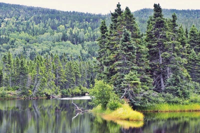 Terra Nova National Park