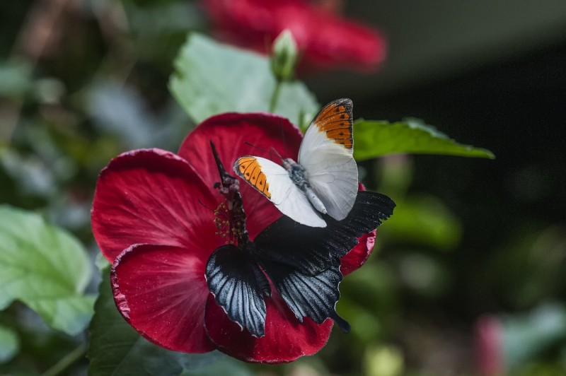 Victoria Butterfly Gardens