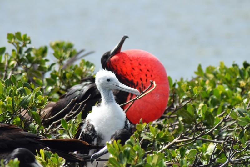 Frigate Bird Sanctuary