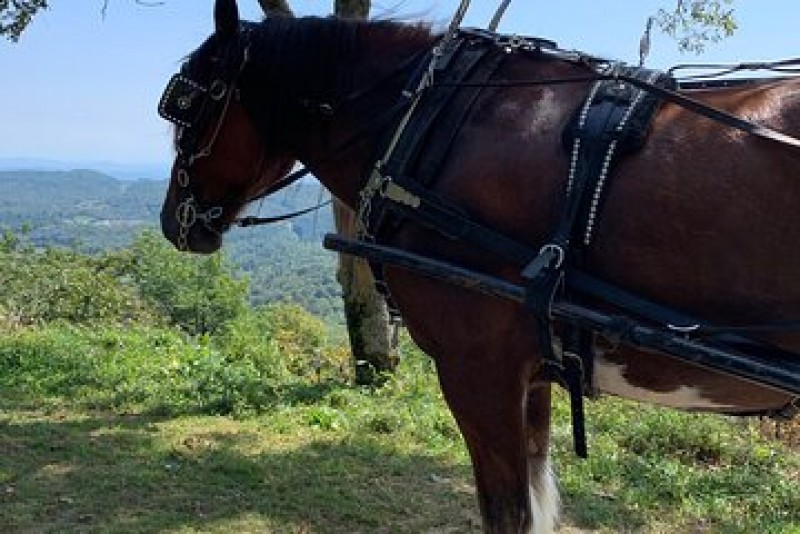 Horse and Carriage Ride