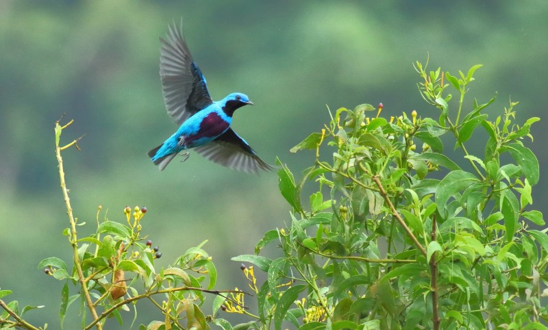 Cusuco National Park